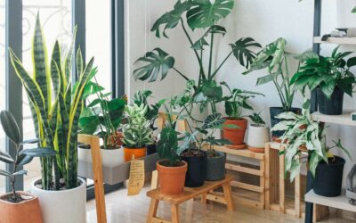Íme 5 növény a „szobadzsungel” kialakításához